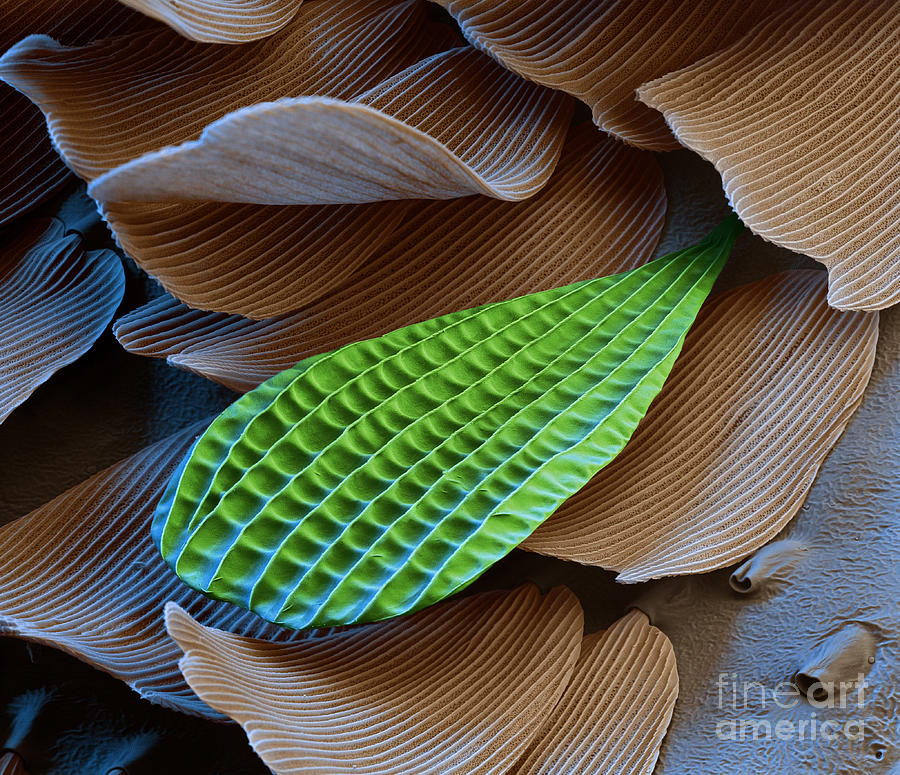 Butterfly Photograph - Butterfly Wing Scale Sem by Eye of Science