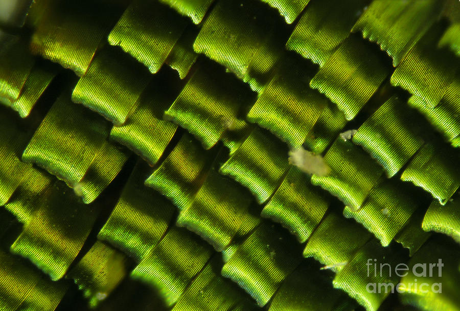 Wildlife Photograph - Butterfly Wing Scales by Raul Gonzalez Perez
