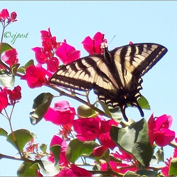 Butterfly Photograph - #butterfly #wings #bougainvillea #pink by Cynthia Post