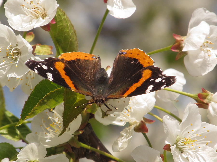Butterfly With Cherry Blossoms Photograph by Alfred Ng