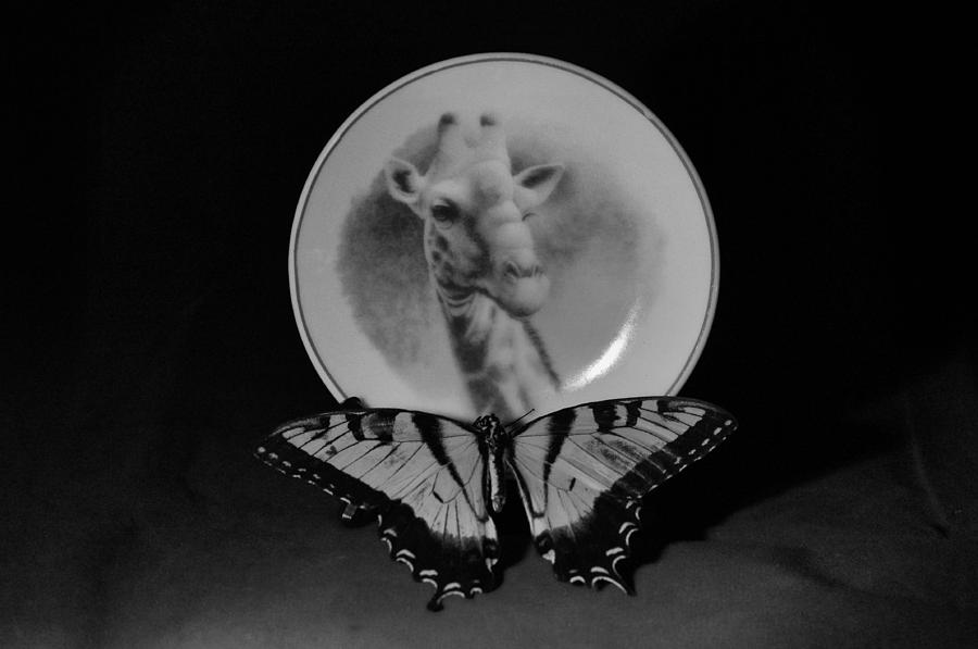 Butterfly with plate Photograph by Gerald Kloss