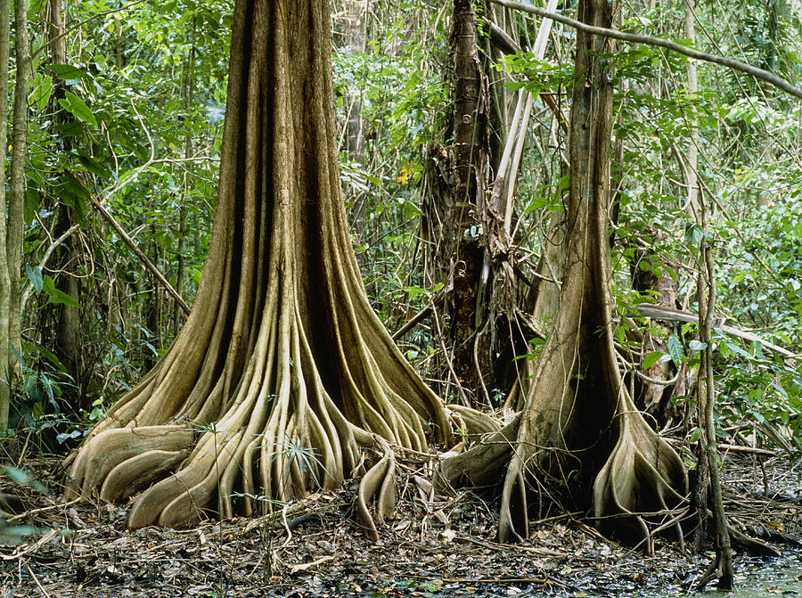 List Of Trees With Buttress Roots