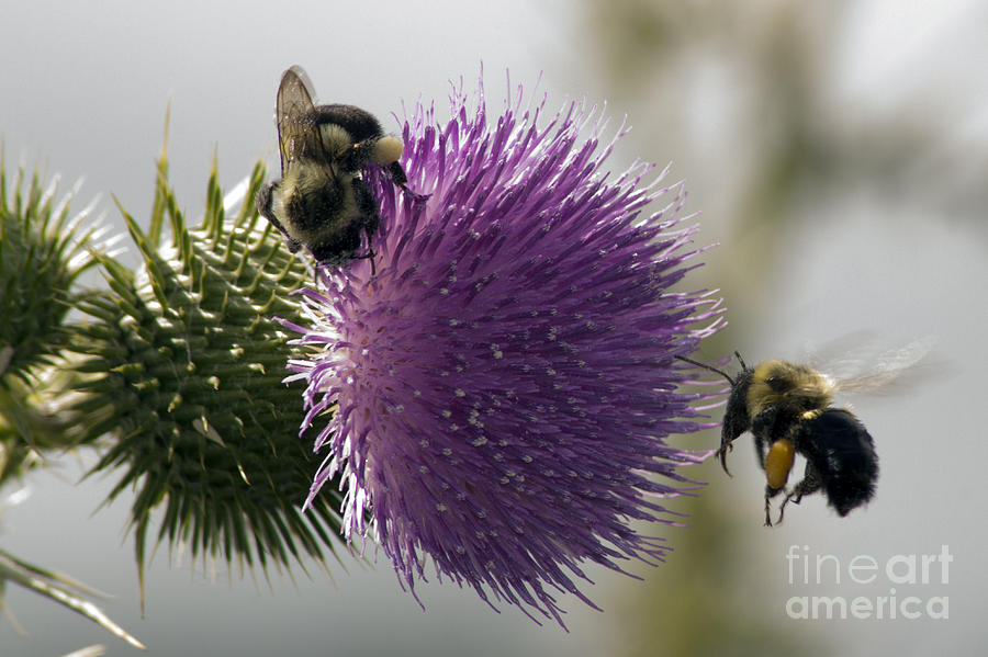 Summer Photograph - Buzz and Munch by Darleen Stry