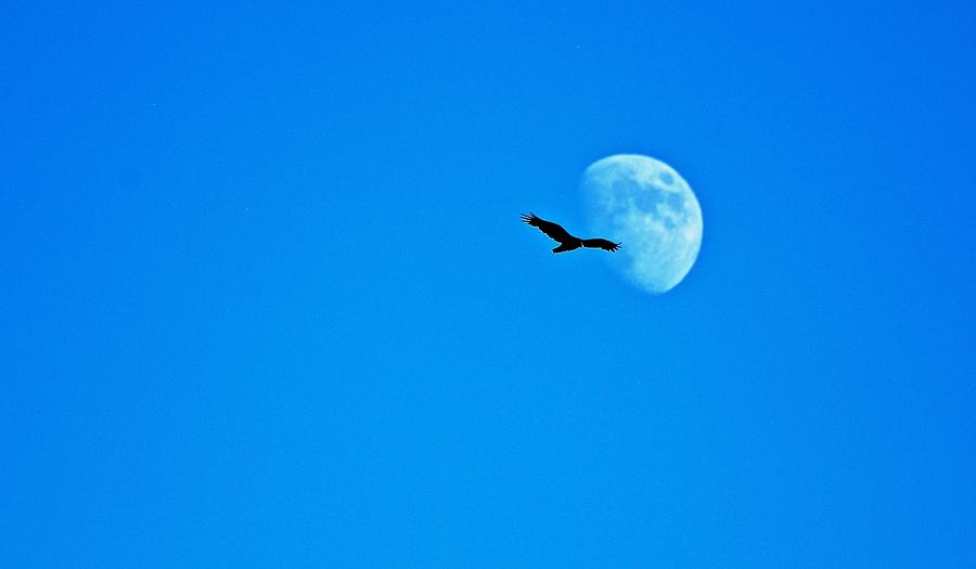 Buzzard and the Blue Moon Photograph by Eric Tressler