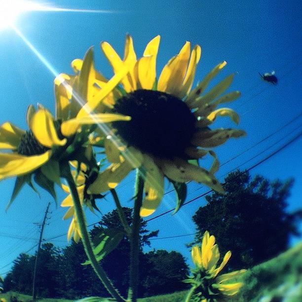 Summer Photograph - Buzzing Around The Sunflowers by Molly Slater Jones