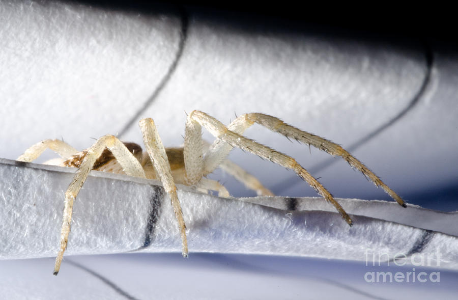 Buzzing Spider Anyphaena Accentuata Hiding In A Piece Of Ruled Paper Photograph