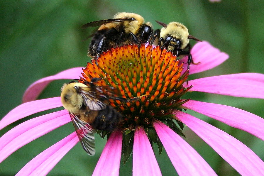 Buzzy Bees on Cone Flower Photograph by PJQandFriends Photography