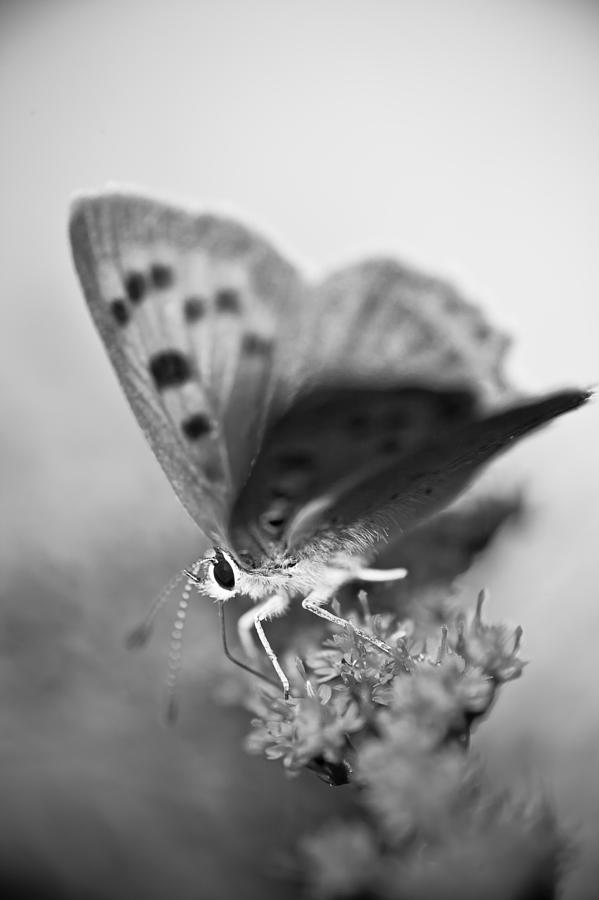 BW Butterfly Photograph by Magnus Persson Photography - Fine Art America