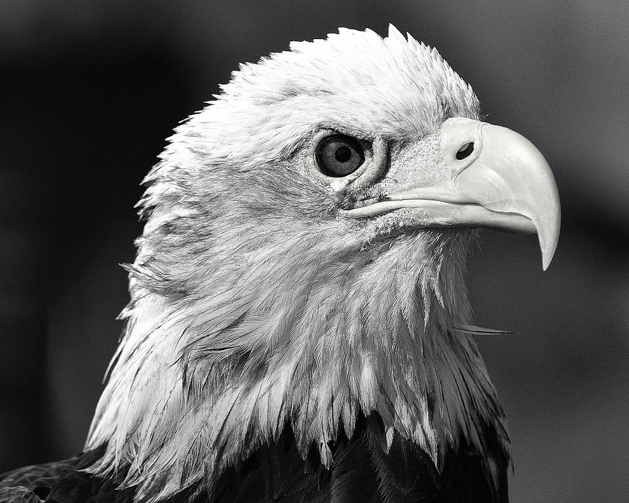 BW Eagle Photograph by Bill Dodsworth