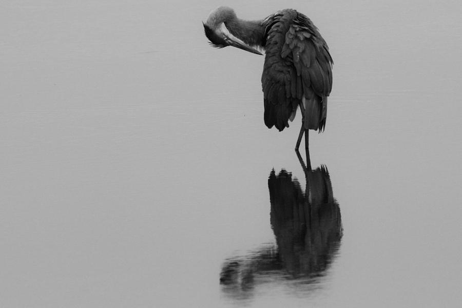 Heron Photograph - BW of a Blue Heron Reflected by DK Hawk
