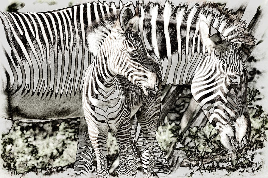BW Zebra Photograph by Joe Myeress