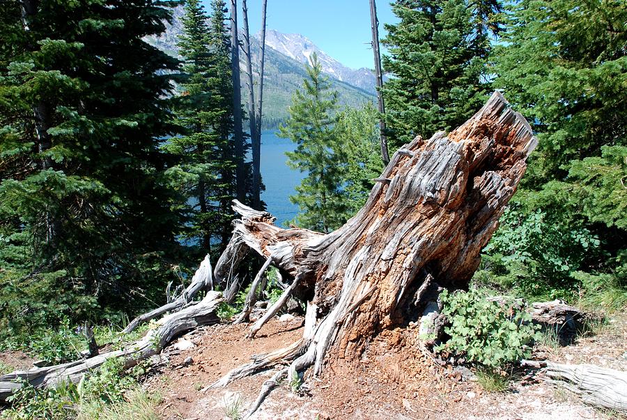 The Ancient Tree Stump by Jenny Lake Photograph by Dany Lison