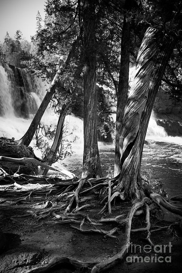 Tree Photograph - By The Falls by Perry Webster