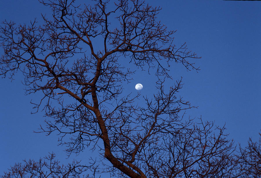 By The Light Of The Moon Photograph
