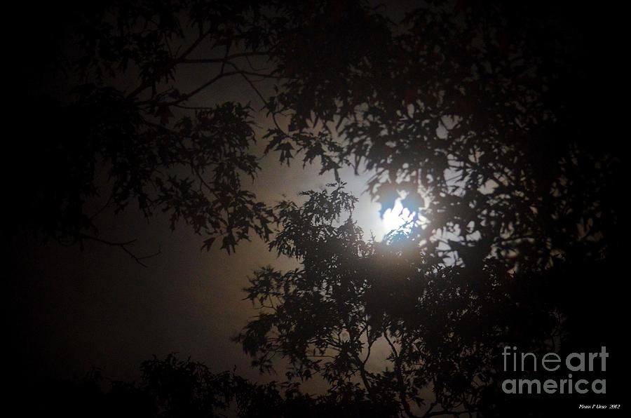 By the Light of the Silvery Moon Photograph by Maria Urso