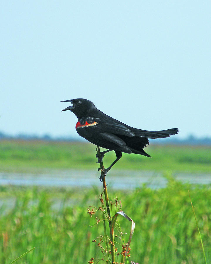 Bye Bye Blackbird Photograph by Lizi Beard-Ward
