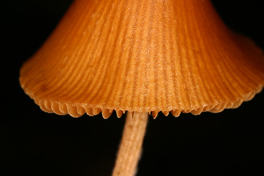 Mushroom Photograph - C Ribet Fungiart Brown Cap by C Ribet