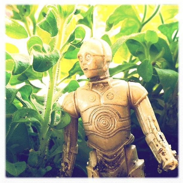 Hipstamatic Photograph - C3po Lost In The Petunias by Keith Seiffert