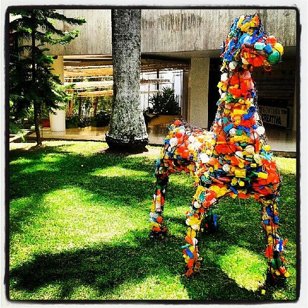Toy Photograph - #caballo De Toy-a En La Montaña by Gustavo Nieto