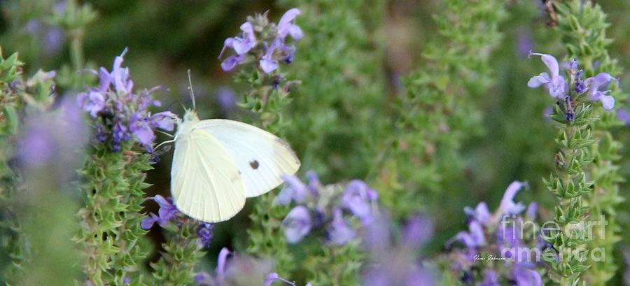 Cabbage Butterfly Photograph by Yumi Johnson