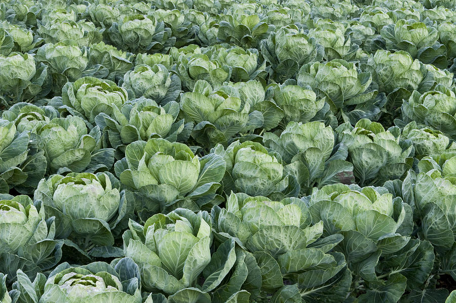 Cabbage Field Santa Cruz California Photograph by Sebastian Kennerknecht