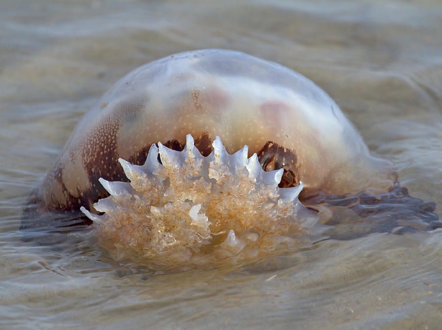 Fish Photograph - Cabbage Head Jellyfish  by Betsy Knapp
