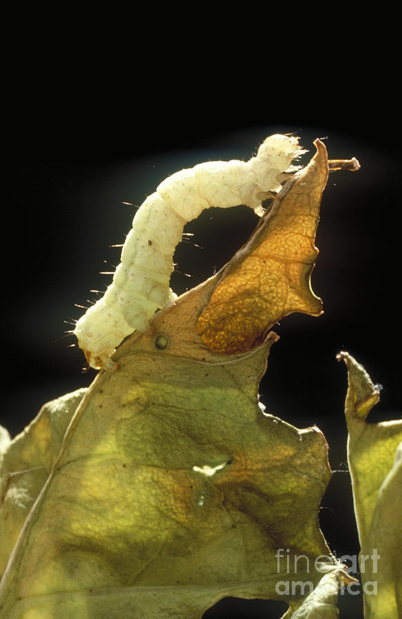 Cabbage Looper Caterpillar Photograph by Science Source