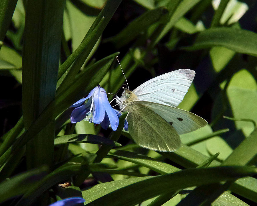 Cabbage White Butterfly Photograph by Doris Potter
