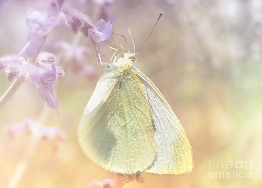 Cabbage White Butterfly Photograph by Elaine Manley