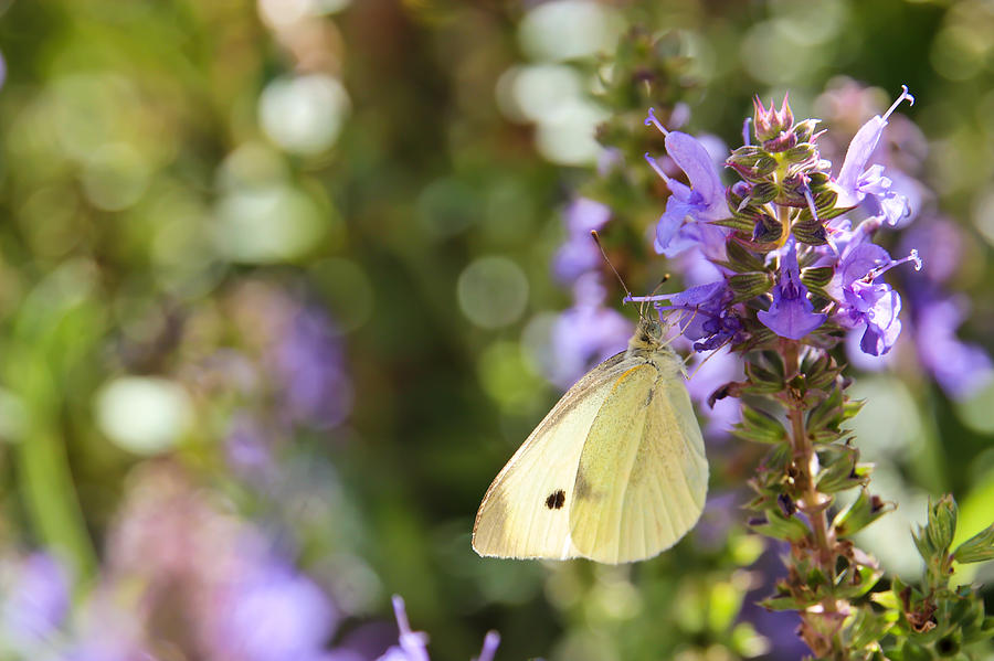 Cabbage White Butterfly Photograph by Heidi Smith