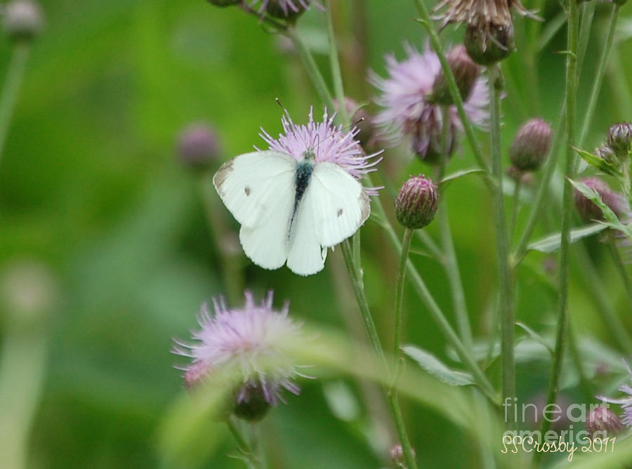 Cabbage White Butterfly Photograph by Susan Stevens Crosby