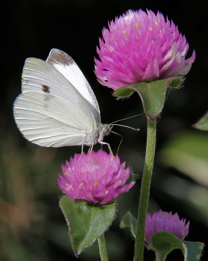 Cabbage White butterfly with Pink Clover Photograph by Doris Potter