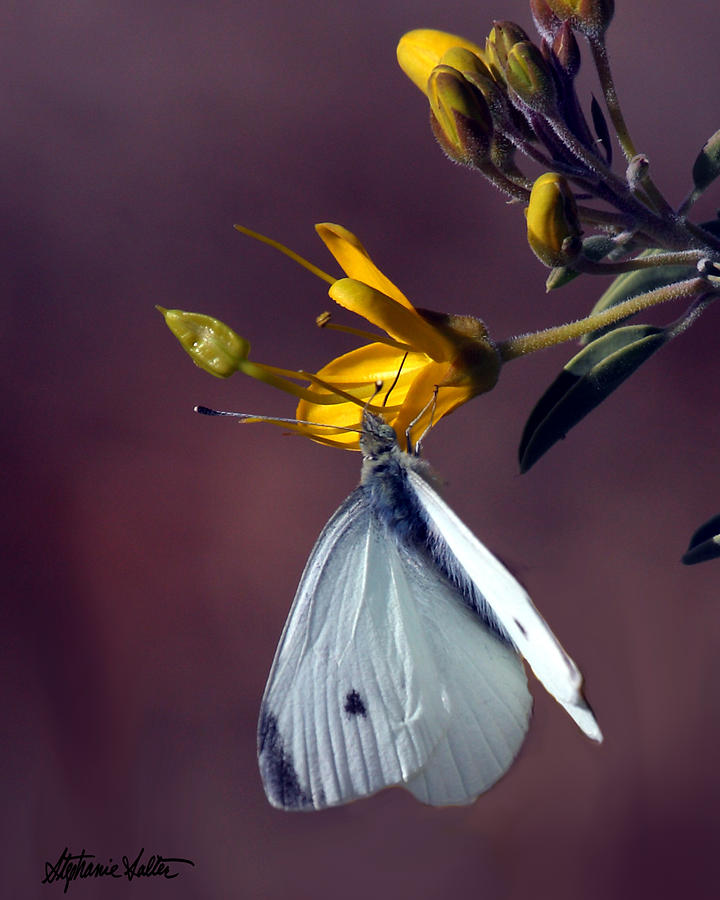 Nature Photograph - Cabbage White Butterfly by Stephanie Salter