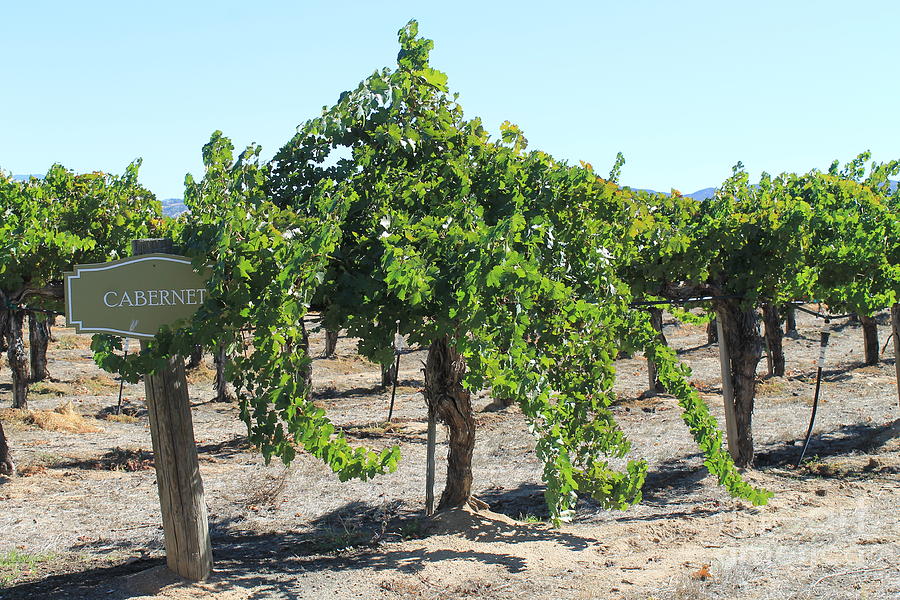 Cabernet vines at Ponte Winery Photograph by Pamela Walrath
