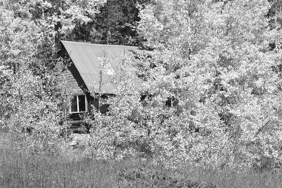 Cabin Hide Away BW Photograph by James BO Insogna