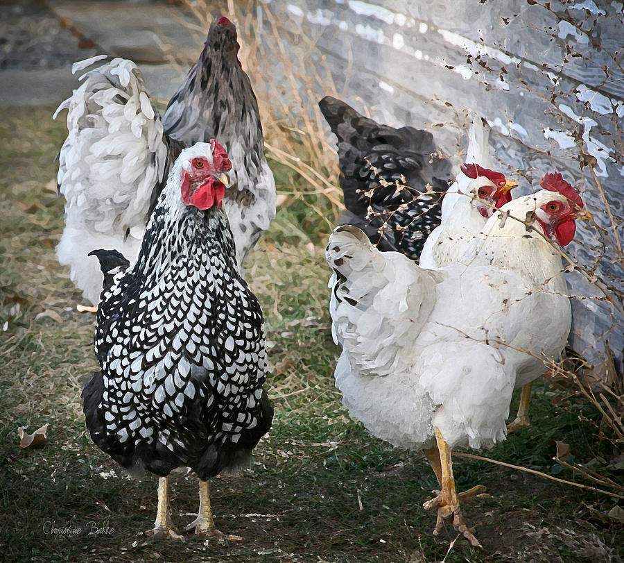 Cackling Hens Photograph by Christine Bakke | Fine Art America