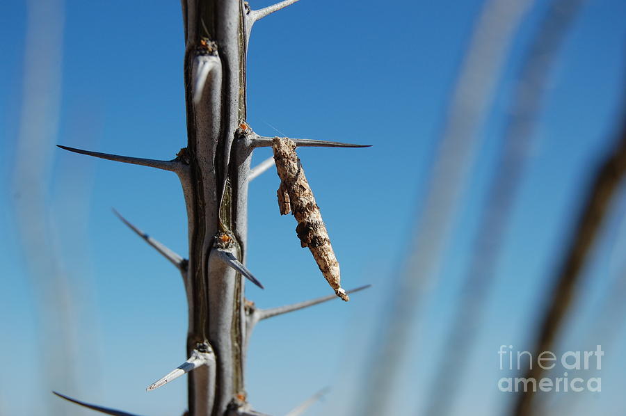 Insects Photograph - Cacoon by Marsha Thornton