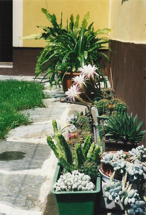 Cacti 2 by Michael Puya Cacti 2 by Michael Puya