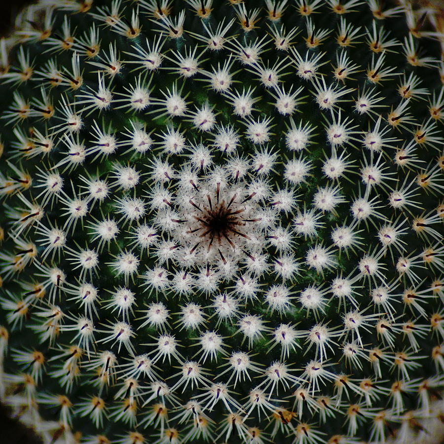 Cacti Photograph by Ben Upham III
