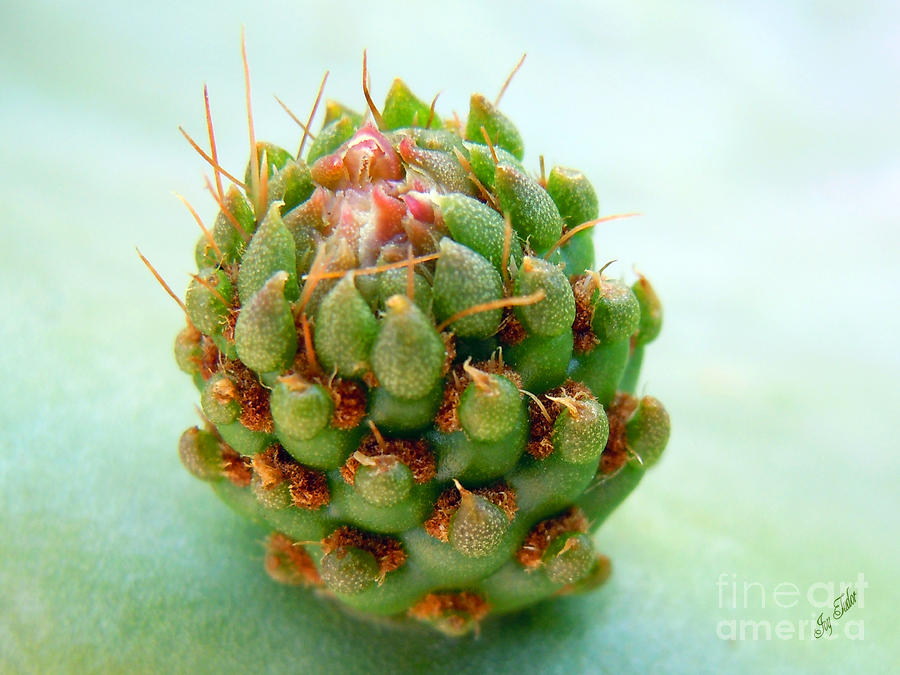 Cacti Bud Photograph by Joy Tudor