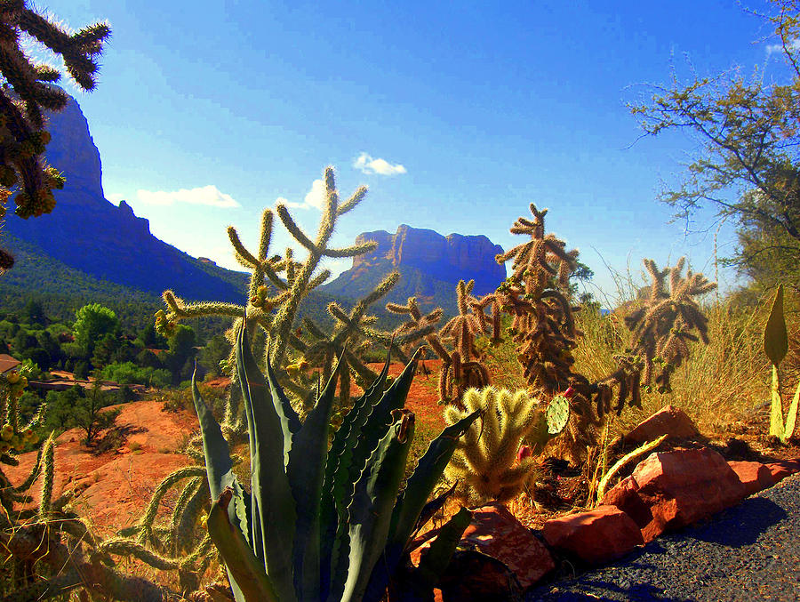 Cacti Photograph by Donna Spadola
