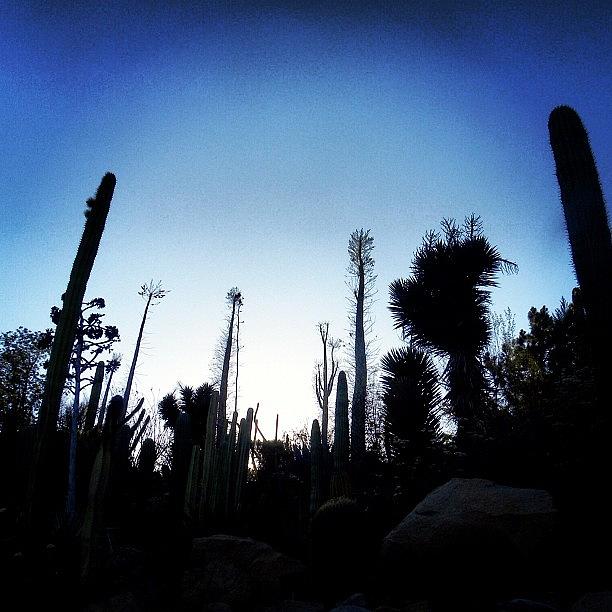 Cacti Photograph - #cacti #ilovecolor #ilovesucculents by Rick Macias