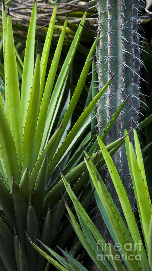 Desert Photograph - Cacti by L E Jimenez