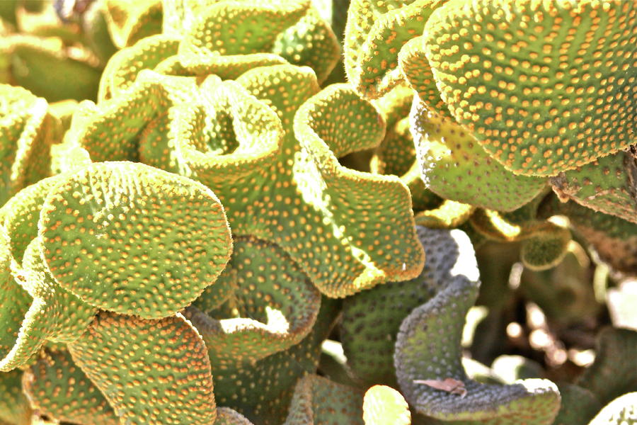 Cacti Photograph by Lauren Serene