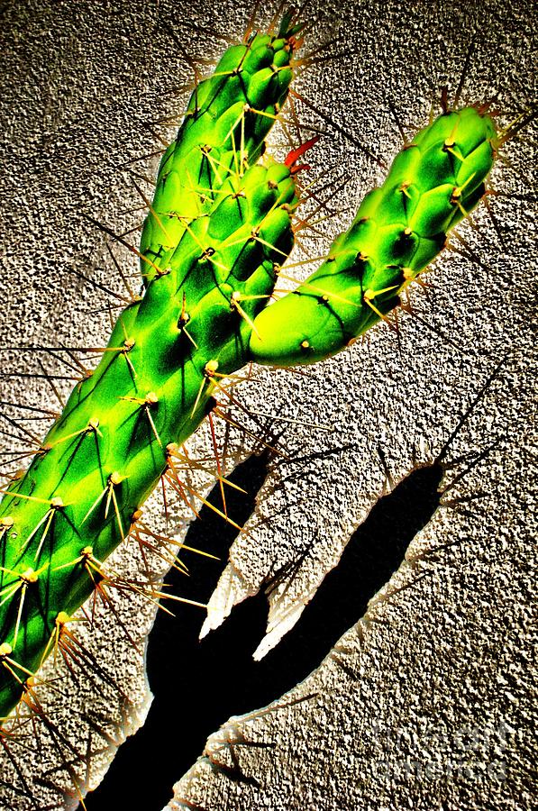 Cacti One Series Photograph by John King I I I