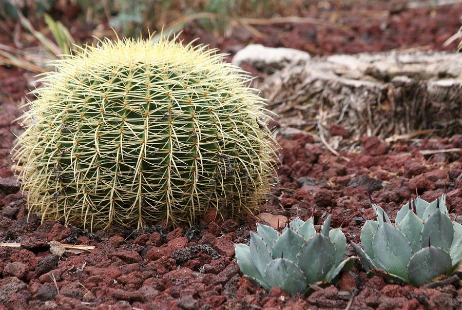Cacti Photograph by Scott Brown