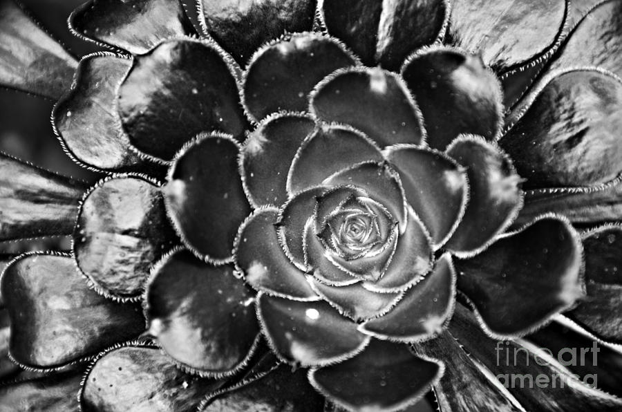 Cactus 10 BW Photograph by Cassie Marie Photography