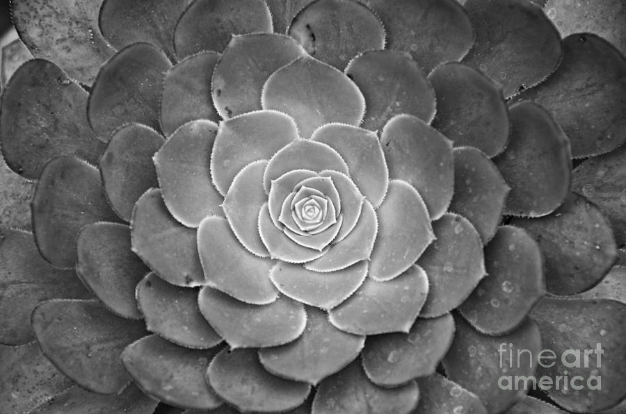Cactus 18 BW Photograph by Cassie Marie Photography