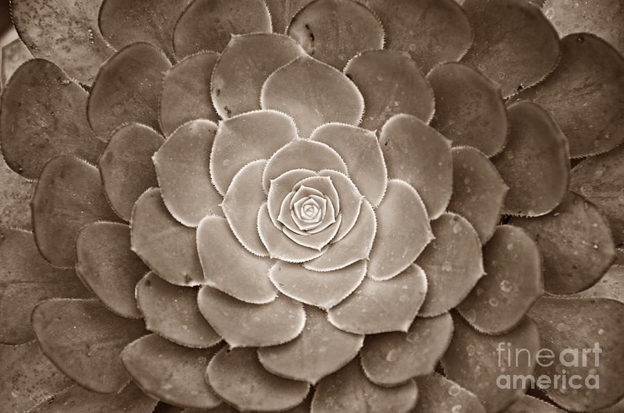 Cactus 18 Sepia Photograph by Cassie Marie Photography