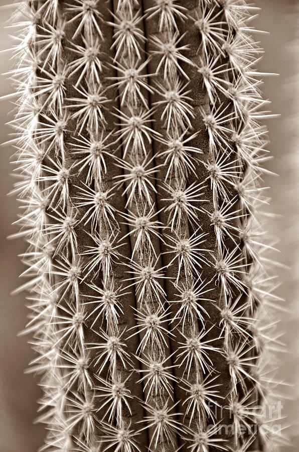 Cactus 19 Sepia Photograph by Cassie Marie Photography